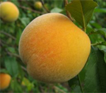 Golden Queen Peach Trees - Wholesale